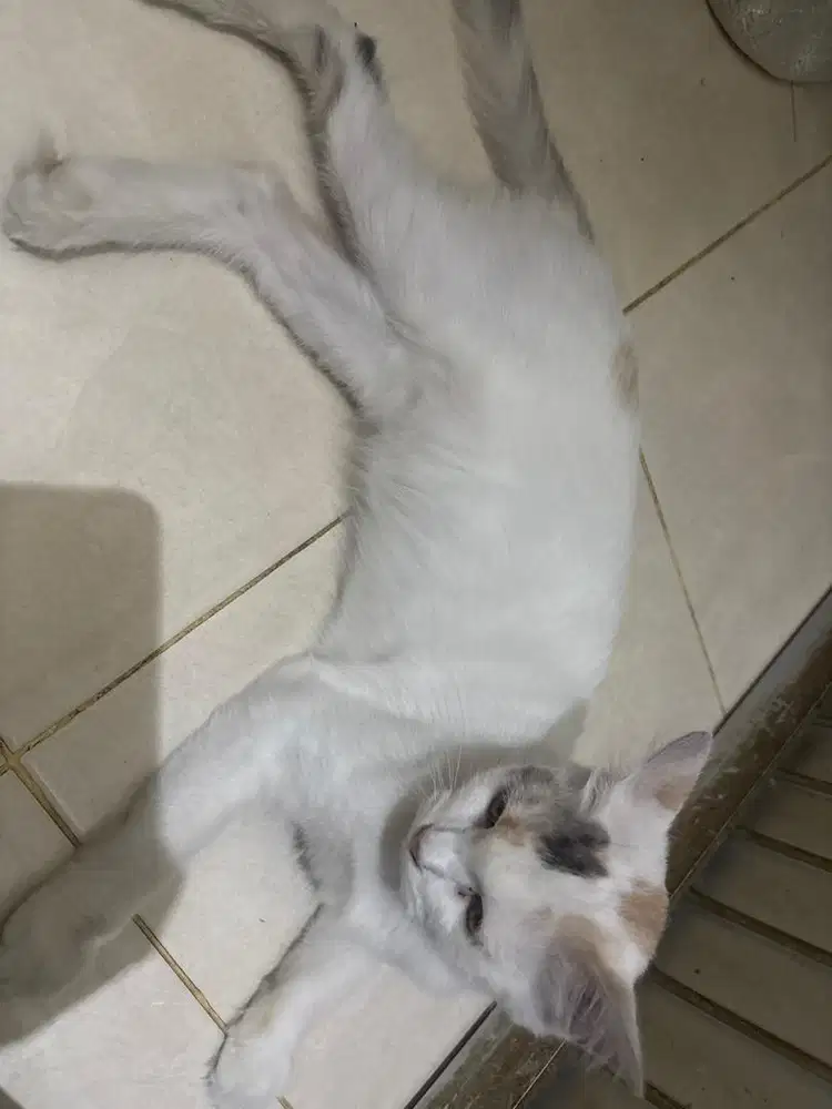 LONG HAIR KUCING BETI