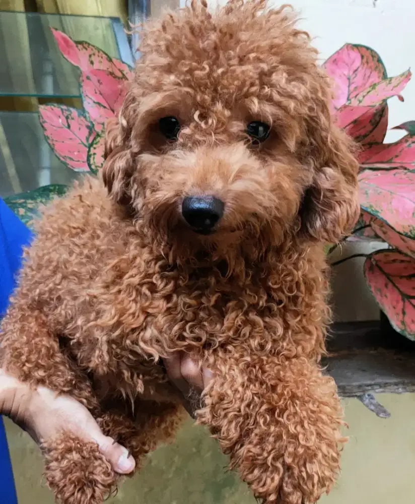 DI JUAL MURAH TOY POODLE Apricot JANTAN STAMBUM VAKSIN KUALITAS BAGUS