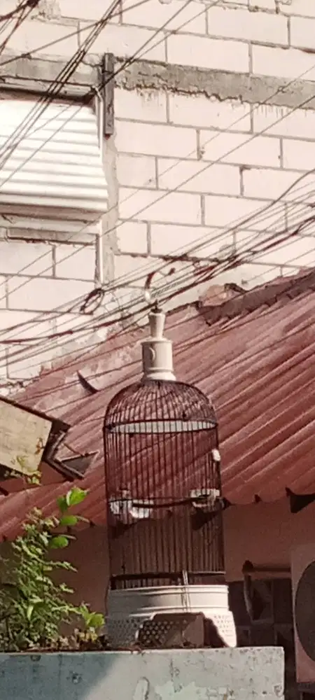 Kandang burung kecil