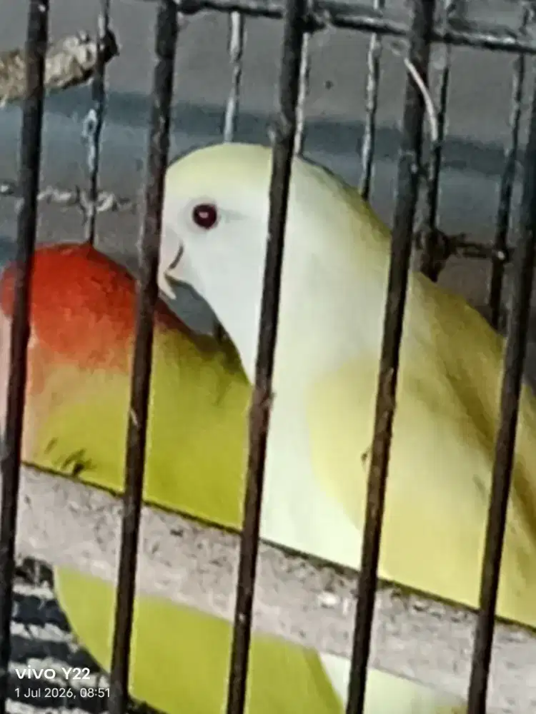 Lovebird nonklep love bird NK pasangan produksi