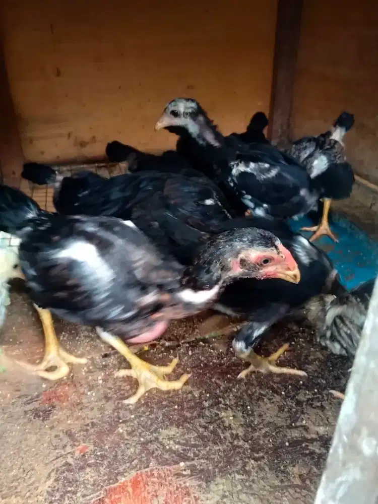 Anakan ayam bangkok usia 2bln