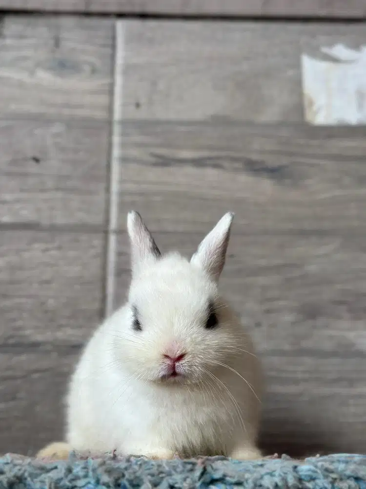 kelinci nederland dwarf