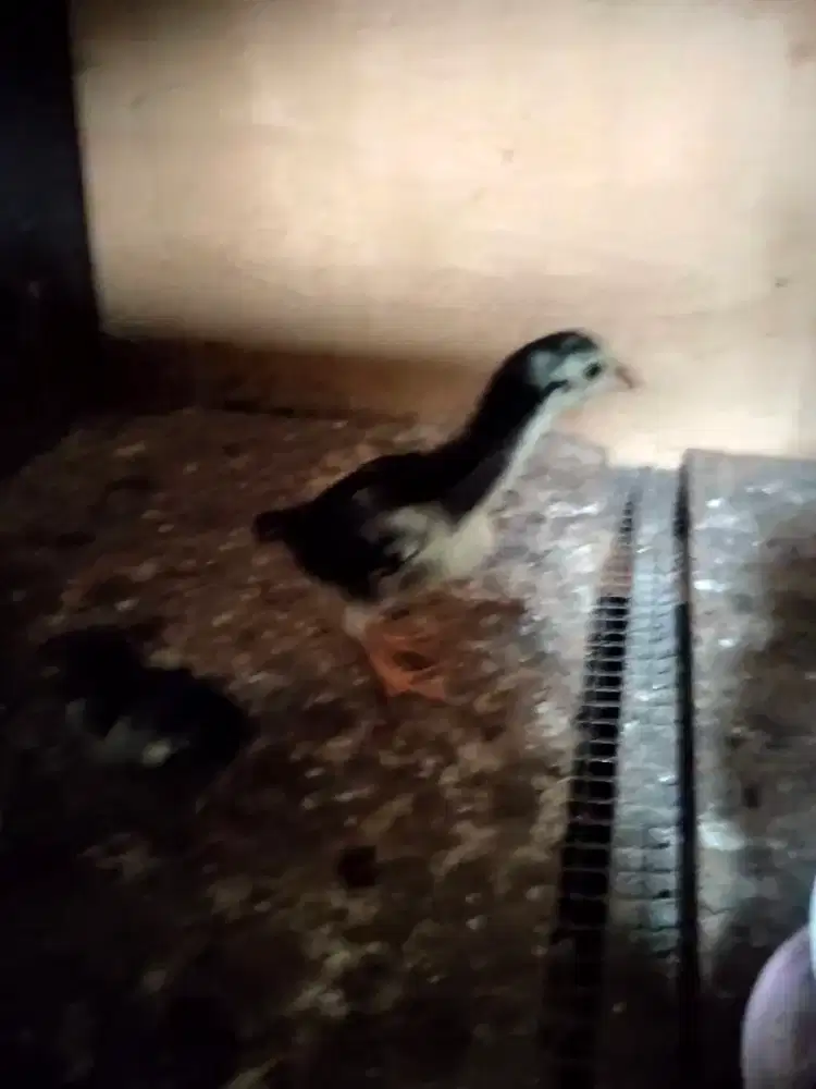 Anakan ayam bangkok usia 1bln