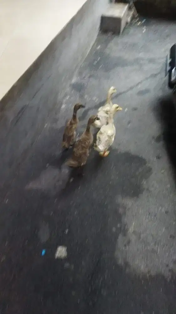 Bebek peking dan jawa