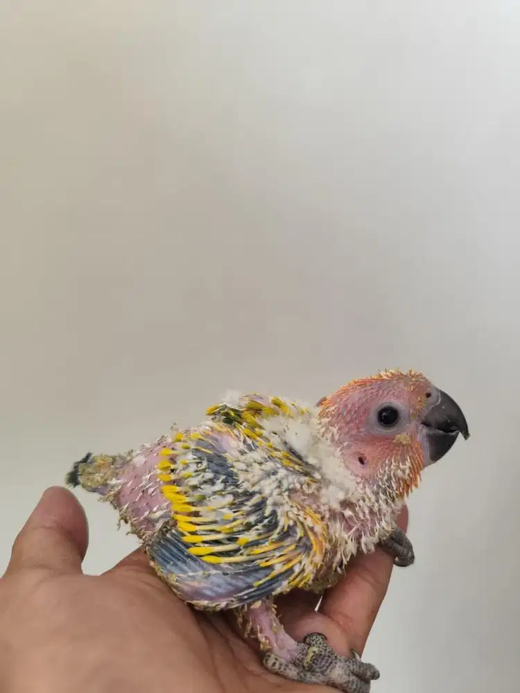 Burung sunconure high yellow