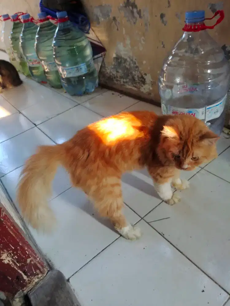 Kucing persia jantan