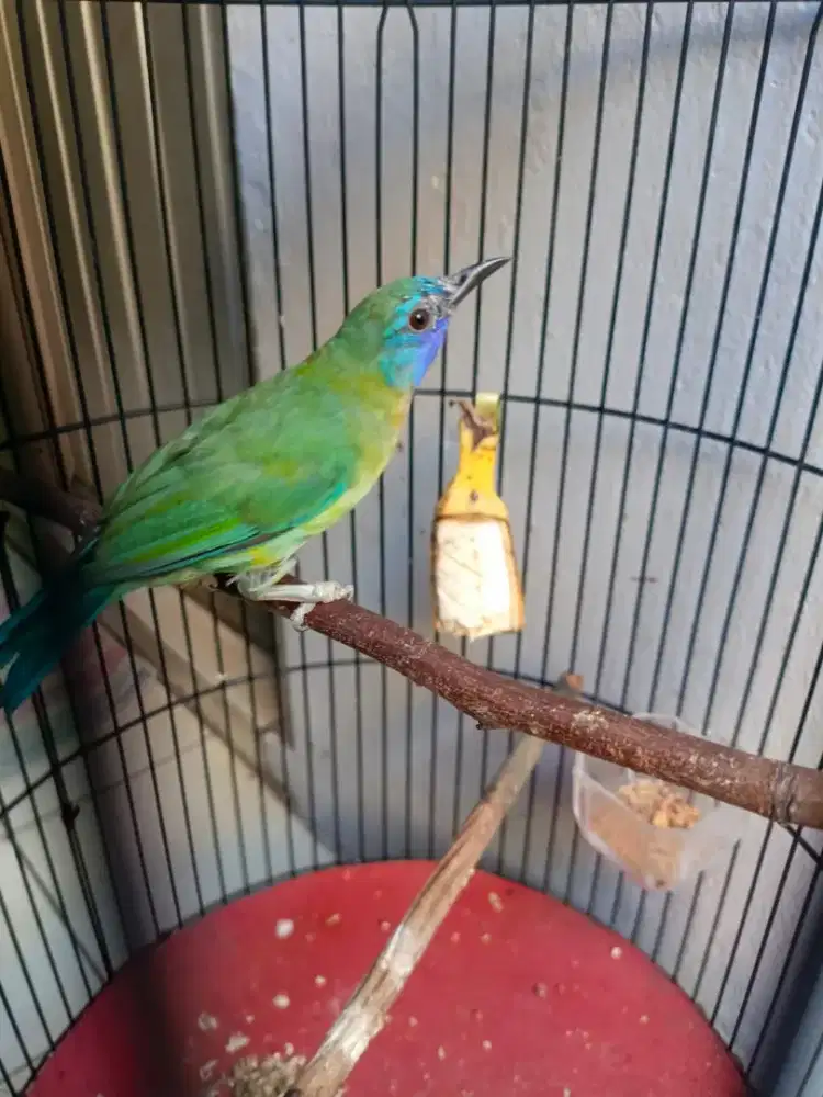 Burung gacor kecil cocok buat masteran..