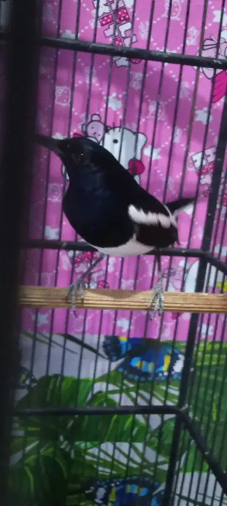 Kacer Jawa Barat jinak gacor*