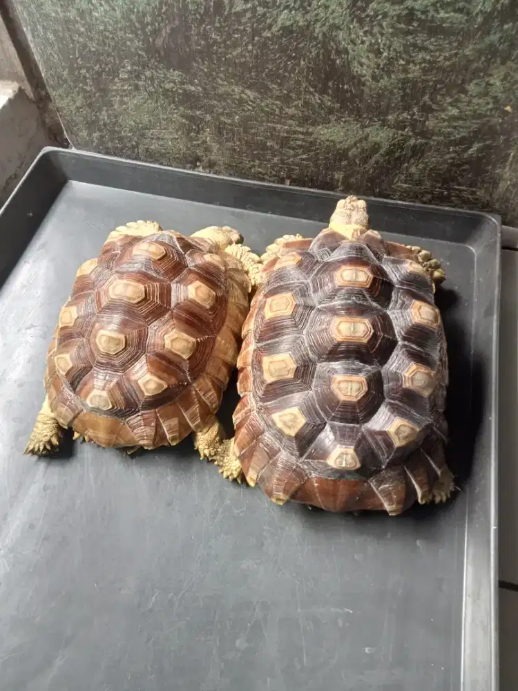 Kura-kura sulcata