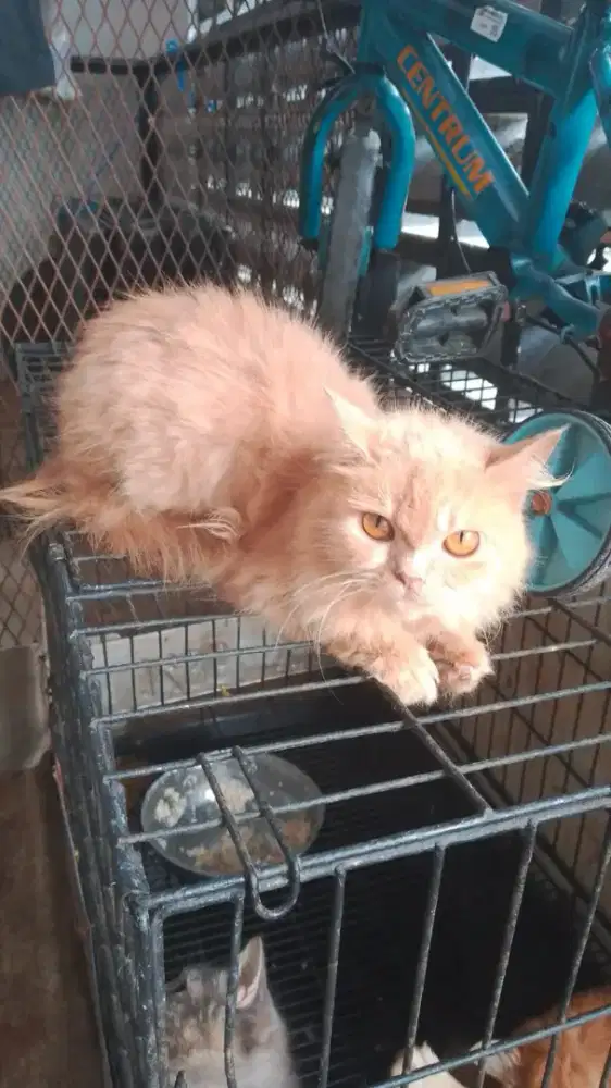 Kucing persia lucu