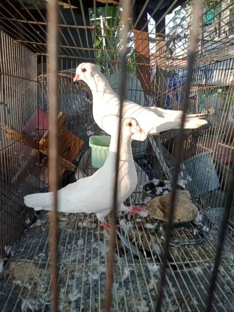 Burung merpati putih polos