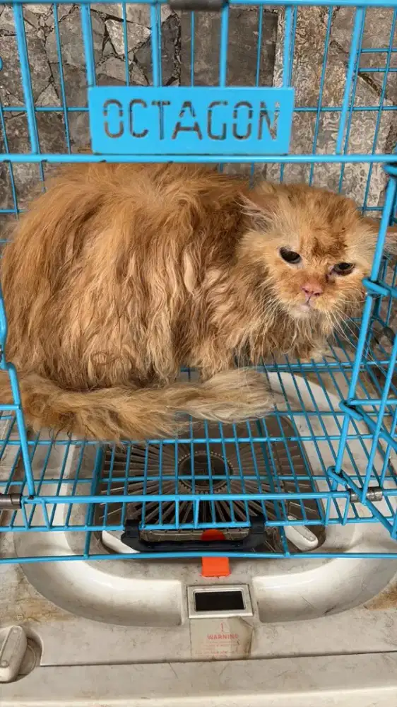 Grooming kucing