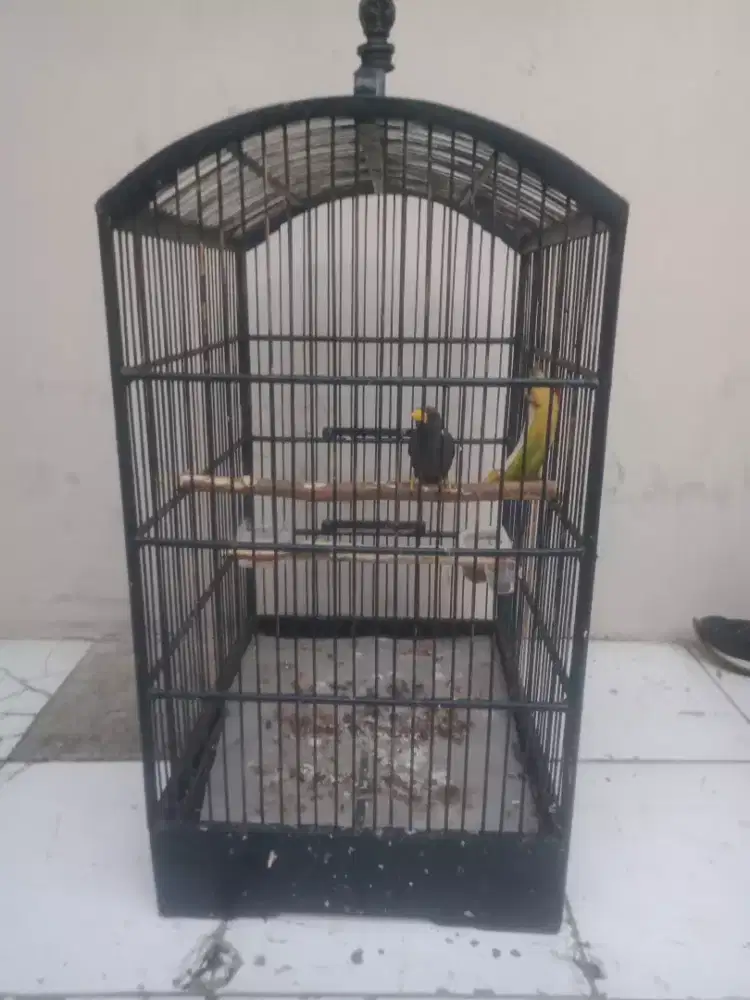 Burung Rio Rio bunyi