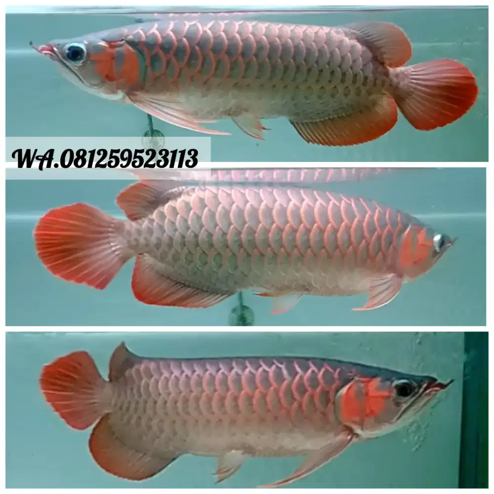 Arwana Arowana Super Red 35cm Free Lampu Tanning Philip PLL 1 Mtr