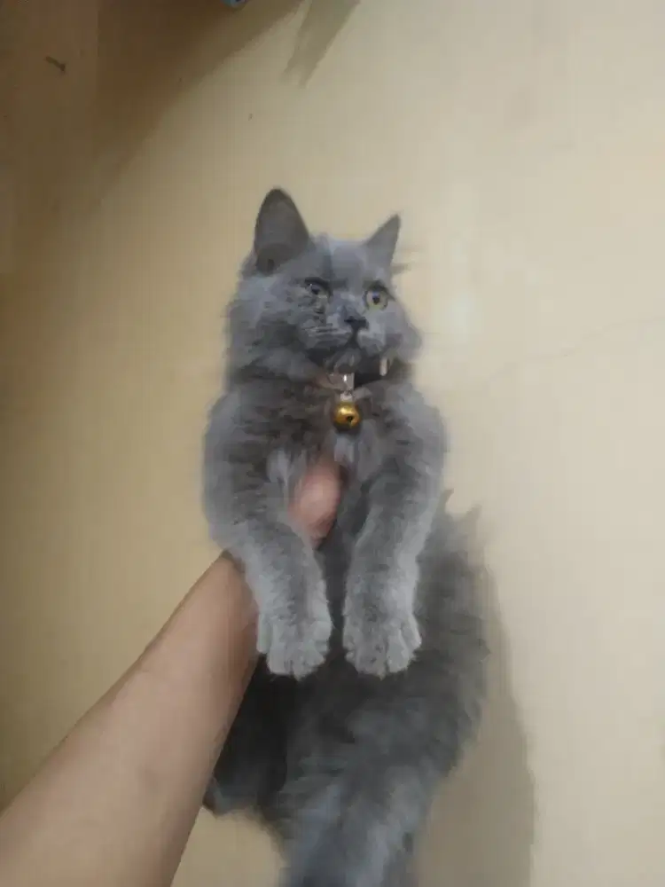 Persia betina 5 bulan