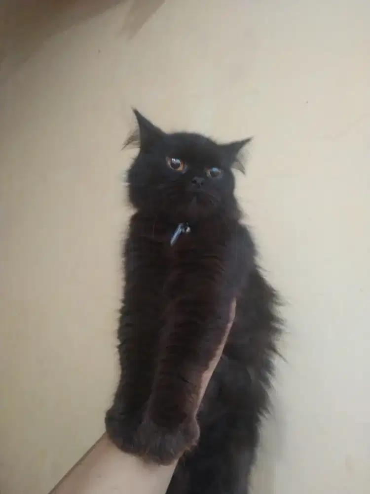 Persia longhair / bulu tebal  betina usia 1 tahun blm proven