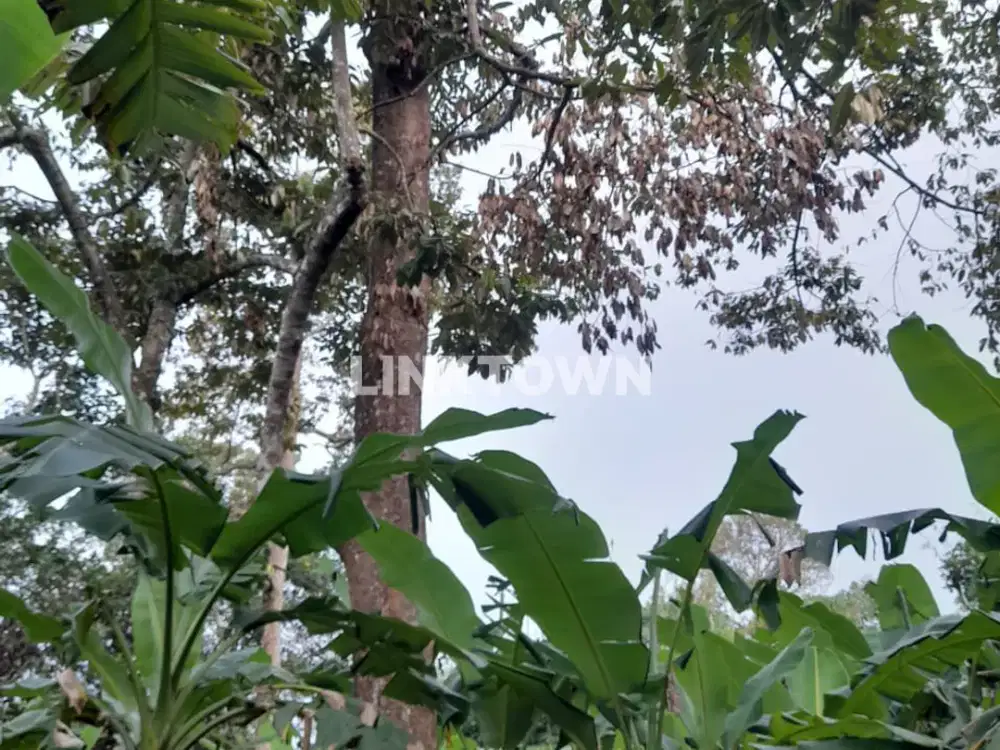 Dijual Tanah Perkebunan SHM di Gondorio Semarang