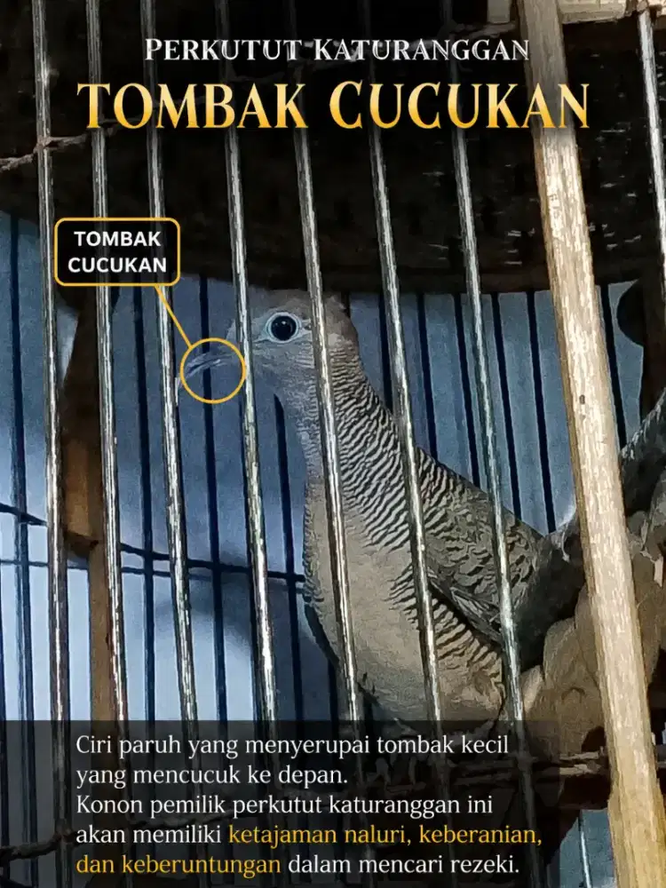 Burung perkutut lokal katuranggan tumbak cucukan