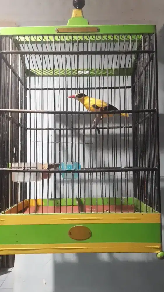 Burung kepodang / bincarung