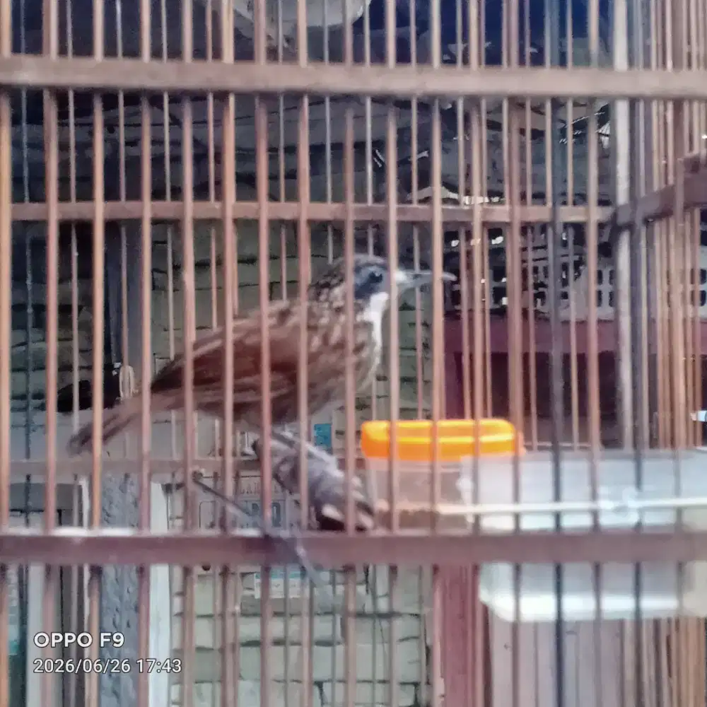 Burung Poksay Rowo Mulai Langka
