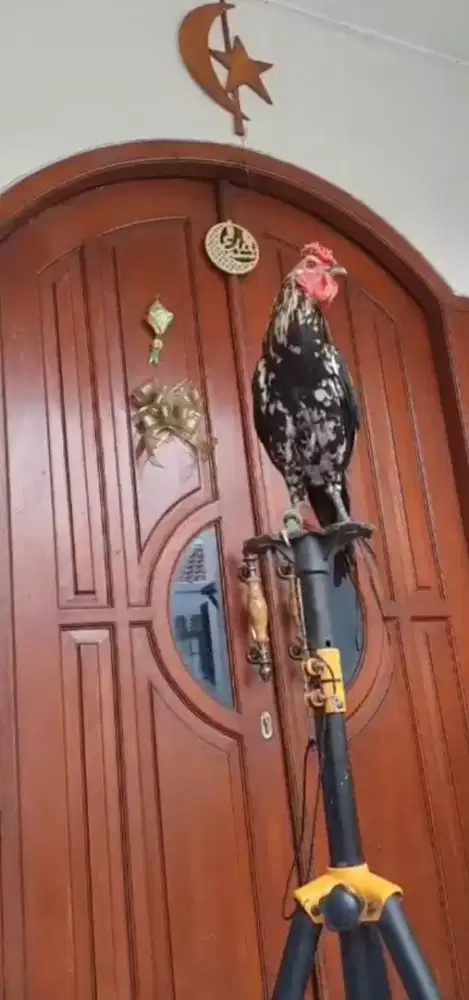 Ayam Ketawa Jantan Jengger Mawar