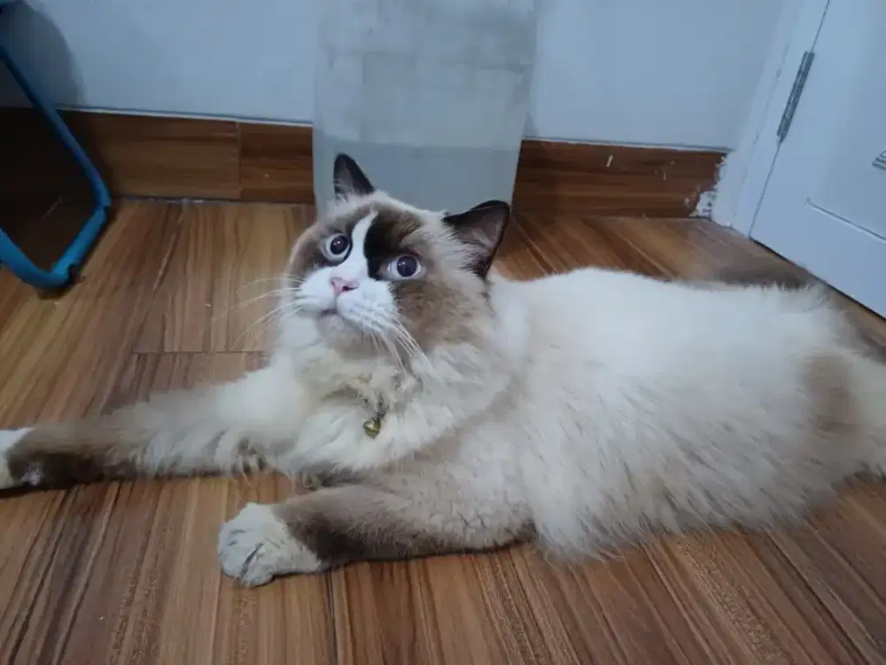 kucing himalaya include kandang