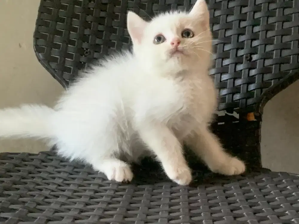 Persia kitten putih