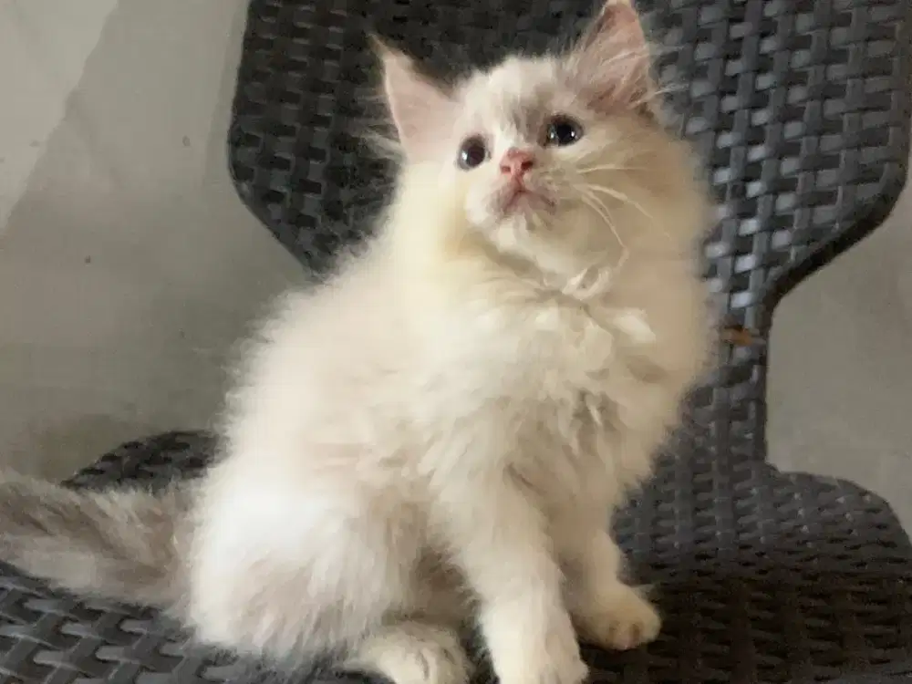 Himalaya kitten