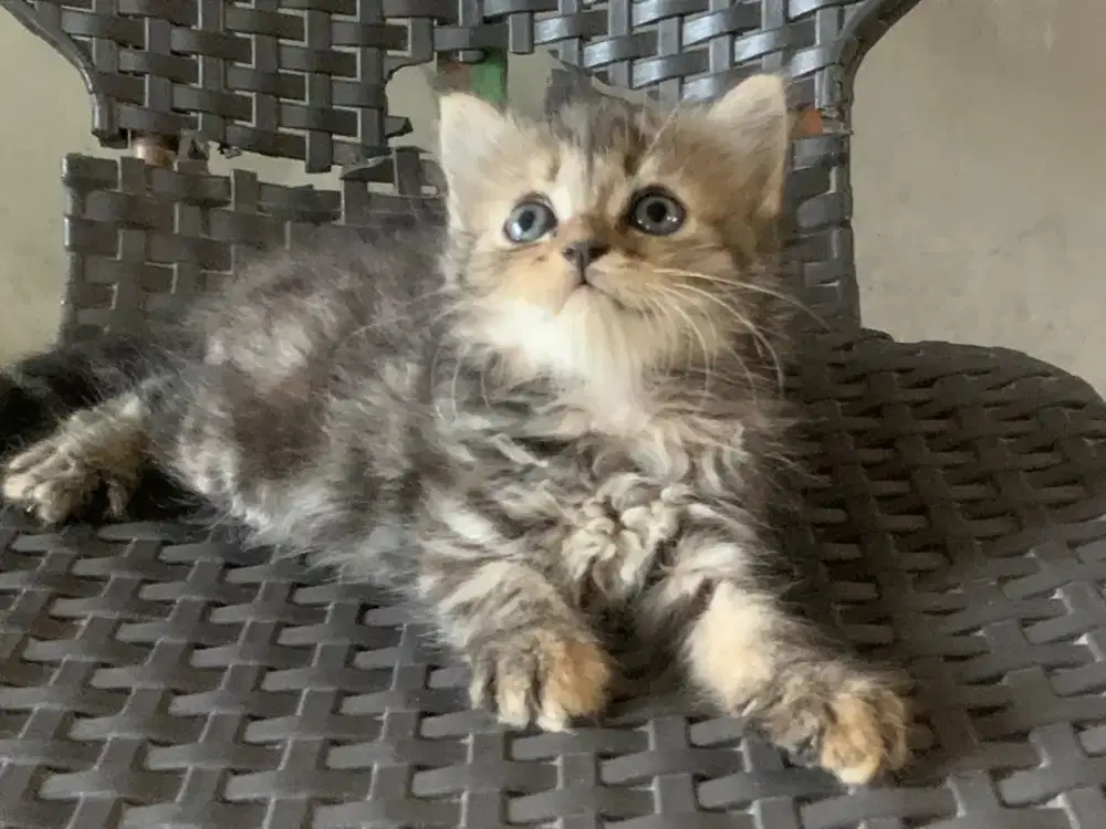 Persia kitten mujaer tabby