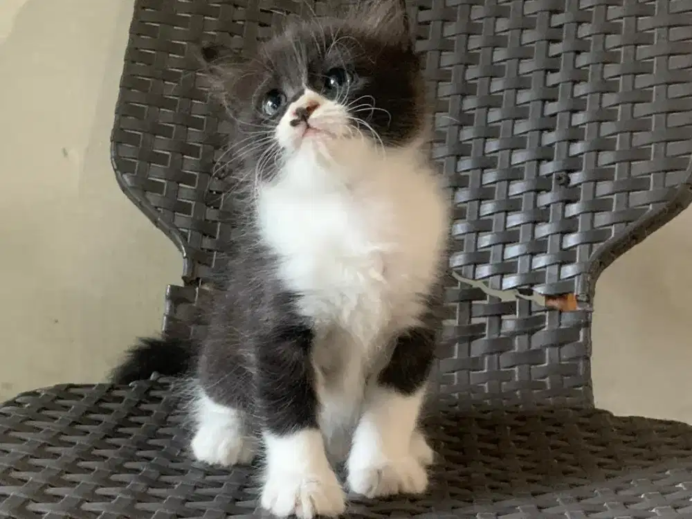 Persia kitten hitam putih