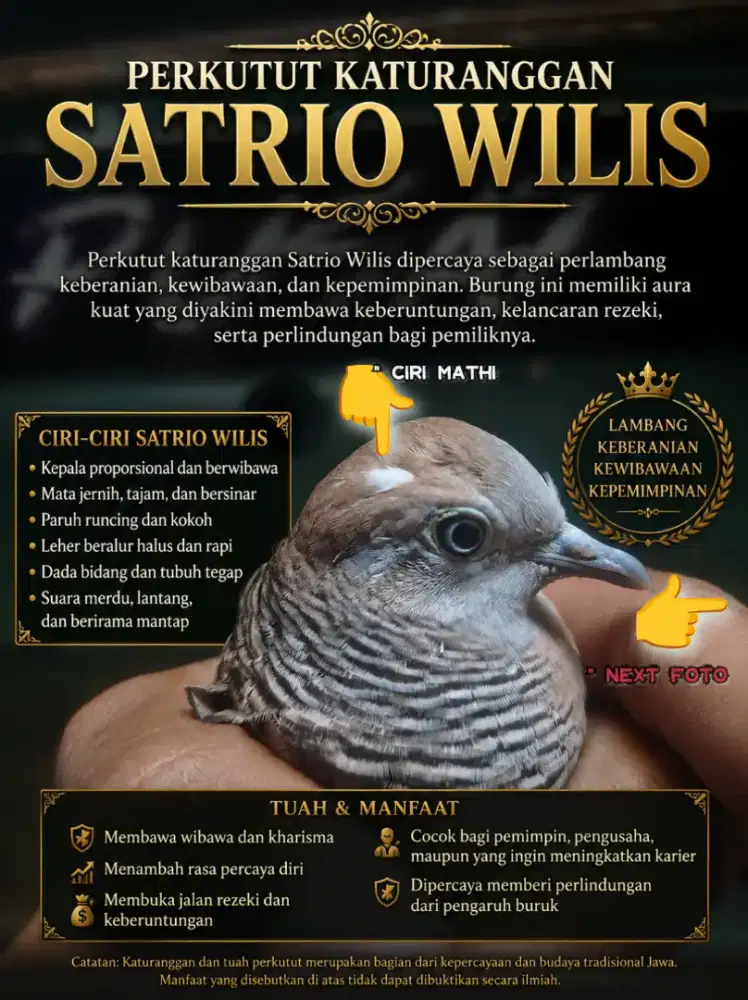 Burung perkutut lokal katuranggan Satrio Wilis