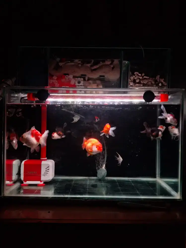 Ikan aquarium dan isinya