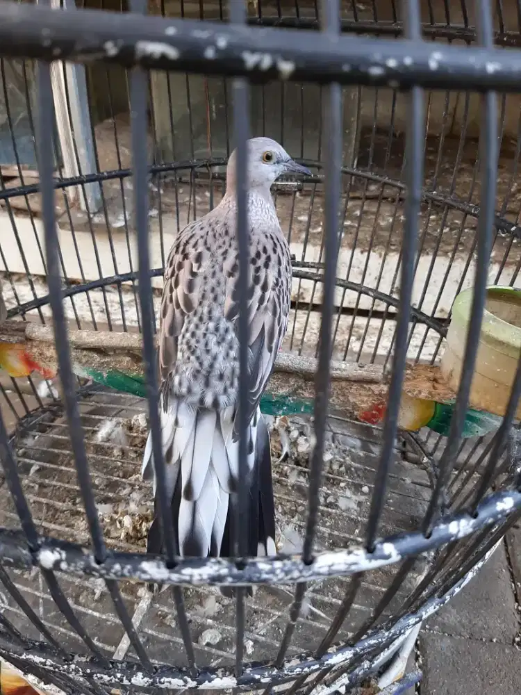 Burung tekukur leopard jantan kuk 1