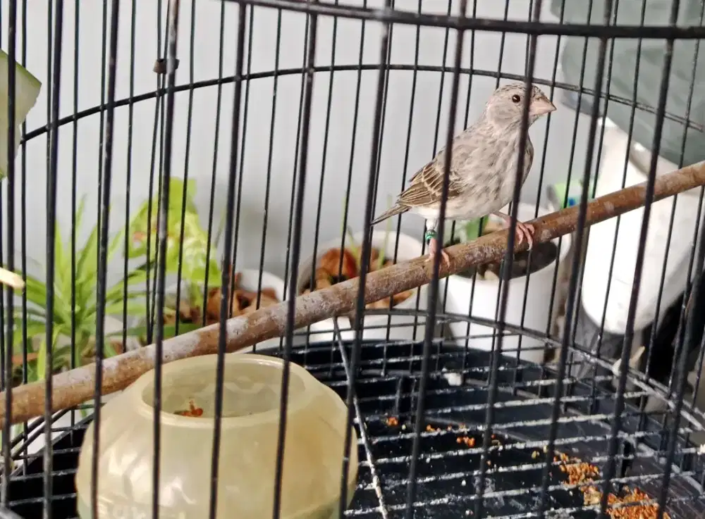 sanger betina beli dari anakan saat ini kebrojolan telur