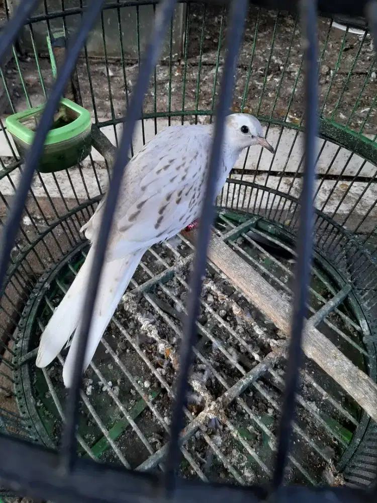 Tekukur leosilver kuk 1