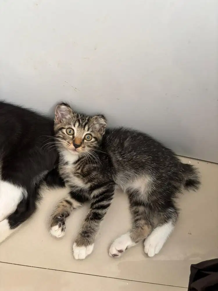 KITTEN 2,5bulan Betina
