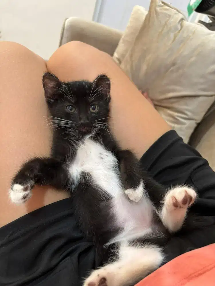 KITTEN 2,5 bulan Betina