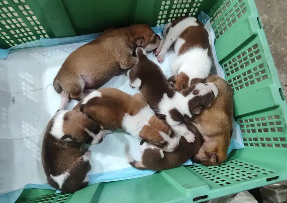 jual anak anjing Pitbull mix Kampung