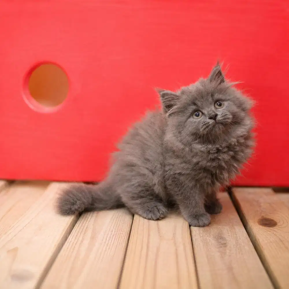 Kucing Kitten Persia 2,5 bln