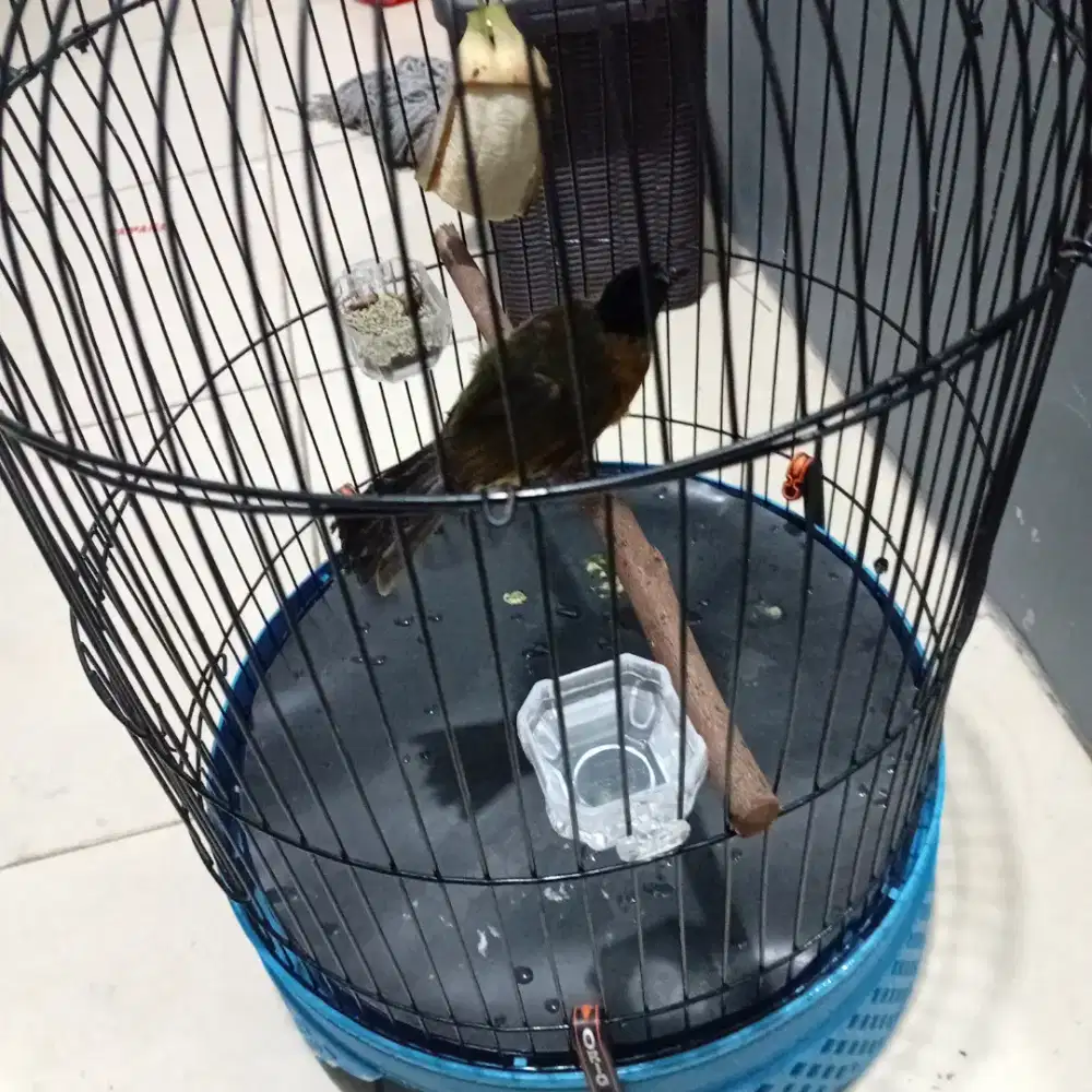 Burung kutilang emas