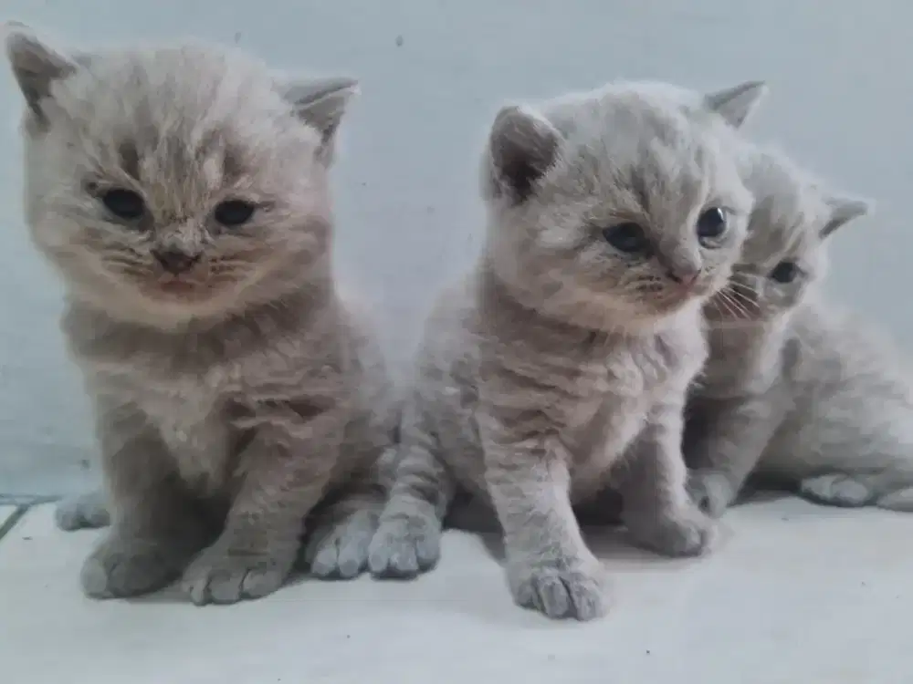 British Shorthair Super
