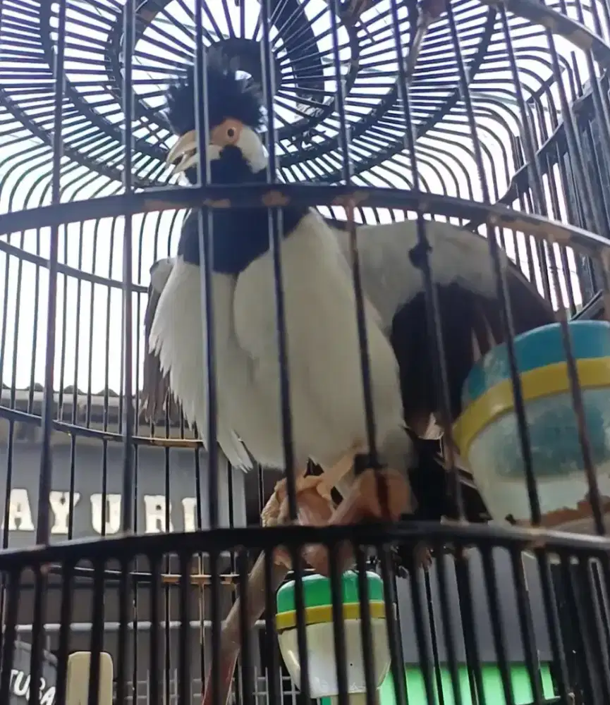 Burung jalak suren