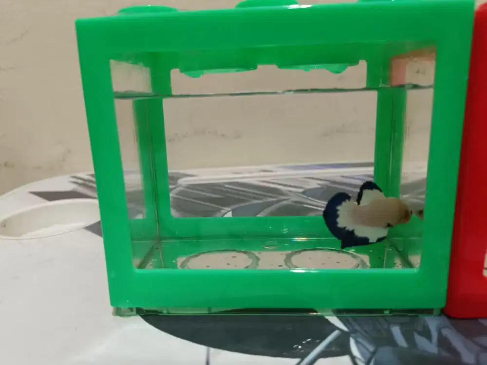 Jual ikan cupang bluerim, avatar, nemo