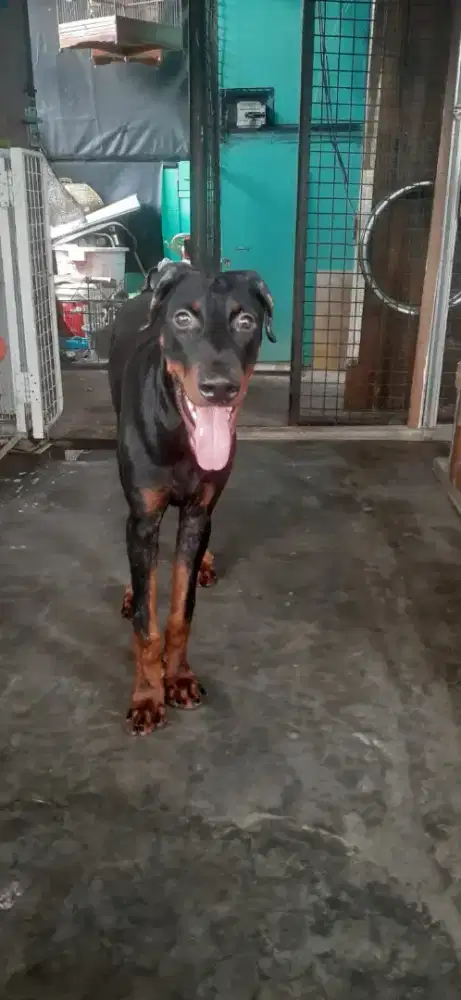 Doberman jantan kosongan
