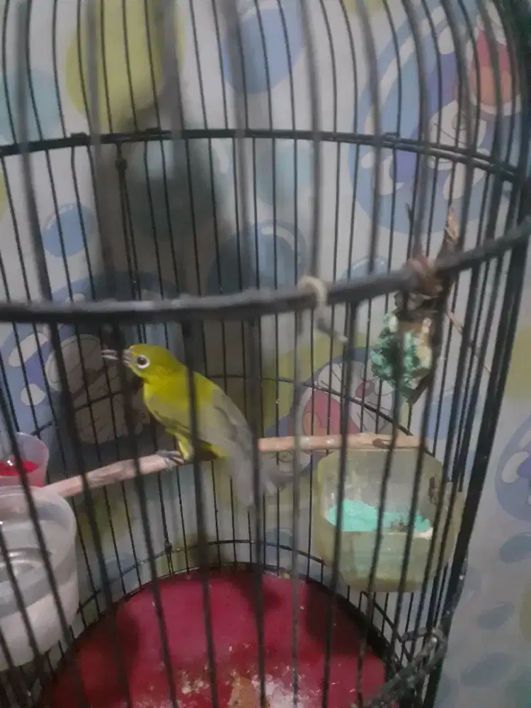 Burung kuning jatim fulset