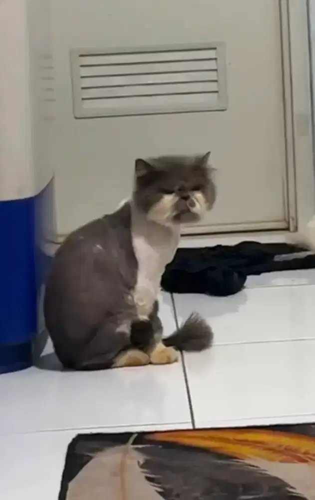 Lepas adop kucing Jantan