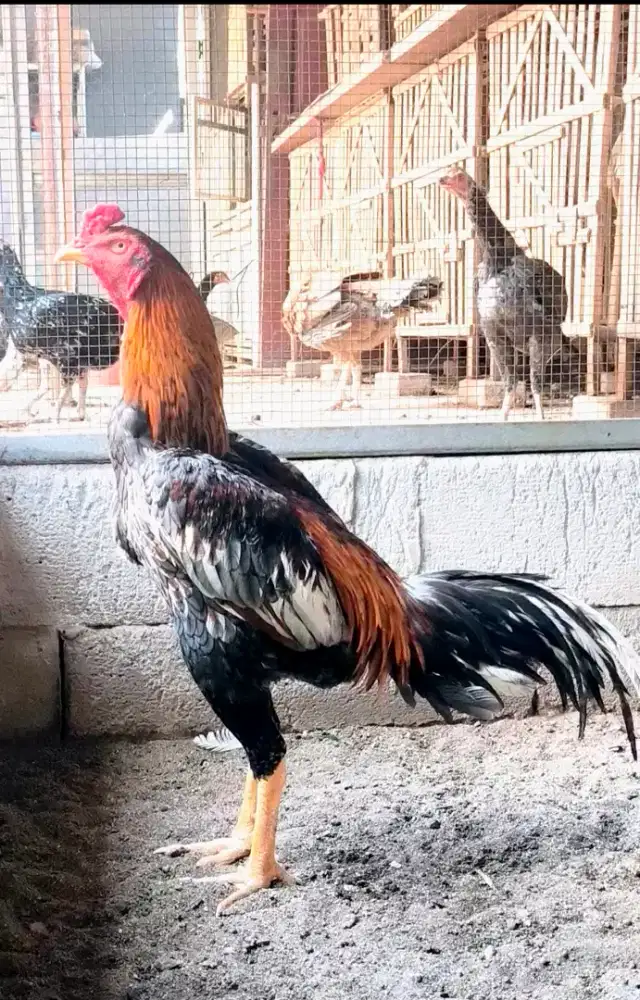 Ayam Pakhoy x Shamo Japan