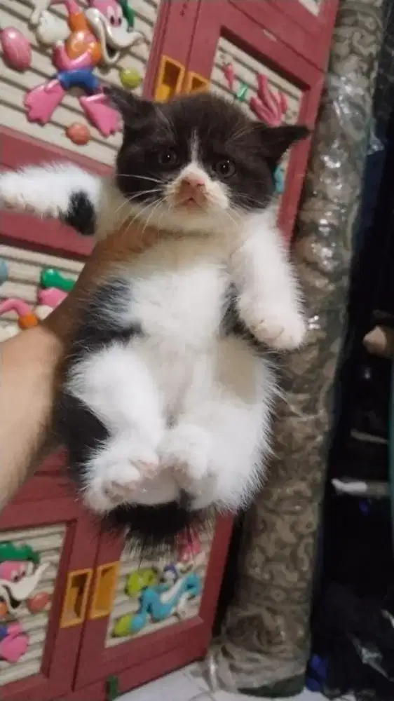Anakan Persia  mix bsh betina 1,5 bulan bulu shothair mandiri