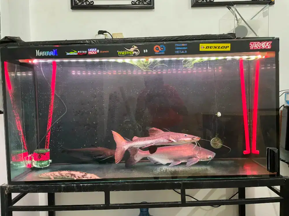 AQUARIUM FULL SET 8ML+IKAN