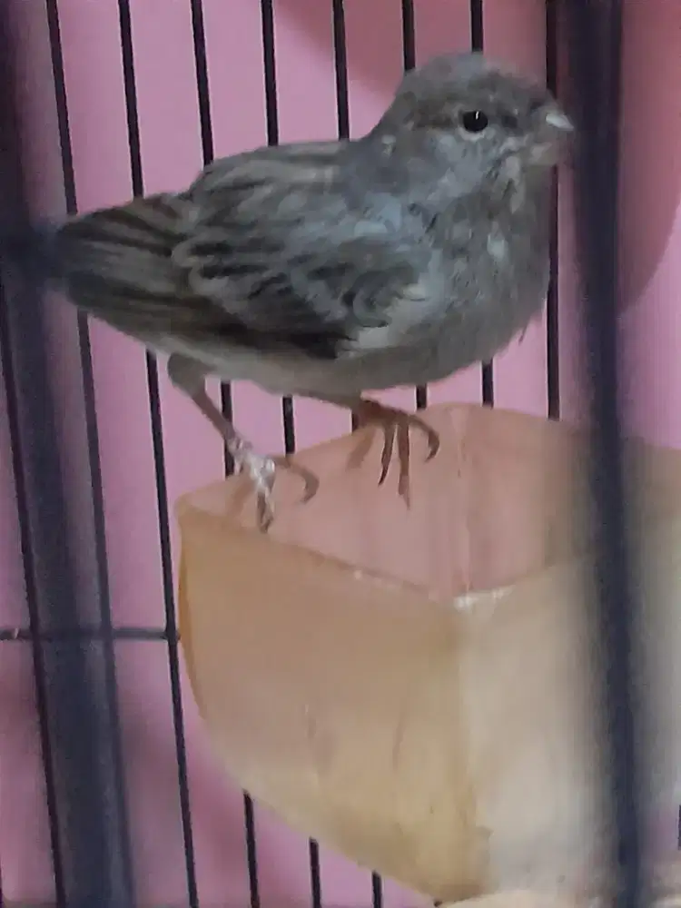 Burung kenari  jantan warna abu serat